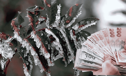 Kahramanmaraş’ta çiftçiye 45,6 milyon TL’lik zirai don desteği