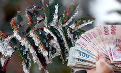 Zirai don desteği kapsamında üreticilere 798 milyon TL daha ödendi