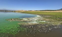 Sır Barajı’nda Balık Ölümleri Endişe Yarattı