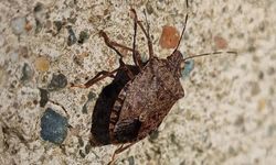 Kahverengi Kokarca popülasyonu zirveye ulaştı: Uzmanlardan bahar uyarısı