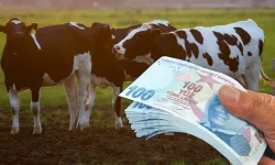 Kahramanmaraş’ta hayvancılık destekleri başlıyor! Başvuru tarihleri açıklandı