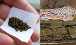 Maraş Otu Nedir ve Hangi Etkilere Sahiptir?  Maraş Otu Yasak mı? Sağlığa Etkileri