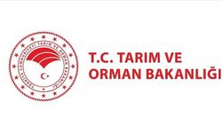 Bakanlık: Kıvırcık marulların tarlada koyunlara yem edildiği iddiası dezenformasyon