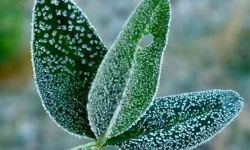 Türkiye genelinde zirai don alarmı! Tarım Bakanlığı üreticileri uyardı