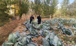 Görenler bir daha bakıyor: Kahramanmaraş'ta 60 kiloluk dev lahana