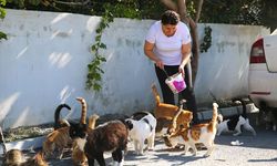 Depremzede Canan Göçmen, 30 sahipsiz kediye yuva oldu