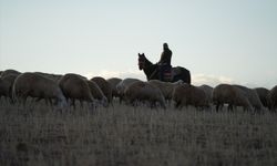 Medya dünyasından hayvancılığa: İstanbul stresini bırakıp köyde huzuru buldu
