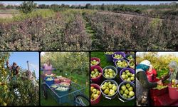 Edirne’de devlet destekli meyve bahçeleri çiftçilere yeni gelir kapısı açıyor
