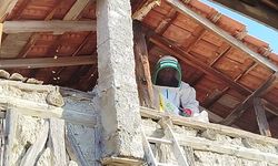 Evin çatısına yuva yapan eşek arıları hastanelik etti