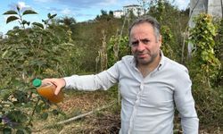 Kadife çiçeği ve soğanla kahverengi kokarcaya doğal çözüm