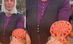 Kahramanmaraşlı Kadının Domatesi Pazarda Olay Oldu