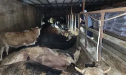 Kahramanmaraş’ta 6 büyükbaş hayvan yanarak can verdi