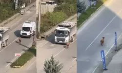Rize’de kaçan inek sürücülere zor anlar yaşattı; o anlar kamerada