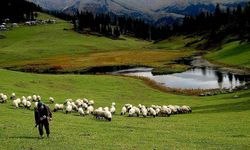Kahramanmaraş'ta buçugcu adı verilen tarım işi