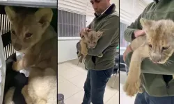 Yasa dışı yollarla Türkiye'ye getirilen aslan yavrusuna el konuldu