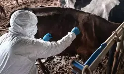 1 aylık şap karantinası sona erdi