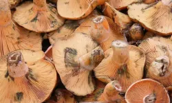 Mantar toplamak için iki kardeşiyle gittiği ormanda kayboldu