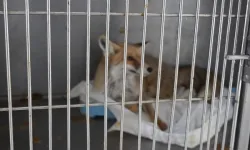 Adıyaman’da Yaralı Tilki 3 Haftalık Tedavi Sonrası Doğaya Bırakıldı