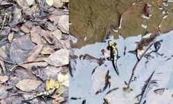 Kahramanmaraş’ta ender görülen Anadolu semenderleri havuzda görüntülendi