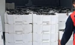 307 Kasa İstavrite El Konuldu: Balıklar İhtiyaç Sahiplerine Dağıtılacak