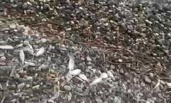 Ölü balıklar sahile vurdu