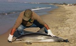 Sahile ölü yunus vurdu