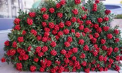 Yılbaşı çiçeği kokina 500 liradan başlayan fiyatlarla vitrinlerde