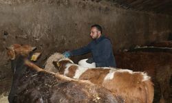 Ağrılı genç veteriner tekniker, hibe desteğiyle hayvancılık işini büyüttü