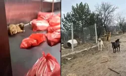 Barınakta çöp poşetlerindeki ölü köpekler için soruşturma