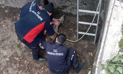 Boş havuza düşen yavru karaca itfaiye ekiplerince kurtarıldı