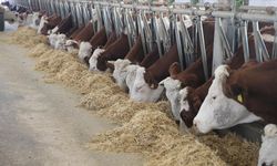 Devlet desteğiyle 4 olan hayvan sayısını 9 yılda 80'e çıkardı