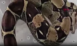 Evde yılan, örümcek ve kertenkele ele geçirildi