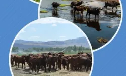 Genç Üreticilere Müjde: Yerli Irkların Korunmasına Dev Fon