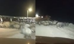 Kahramanmaraş Afşin’de Domuz Sürüsü Yerleşim Alanına Yaklaştı