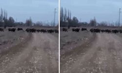 Kahramanmaraş Afşin’de yaban domuzu sürüleri tedirgin ediyor