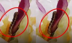 Kahramanmaraş Sütçü İmam Kız KYK Yurdunda Skandal: Salatada Tırtıl Çıktı