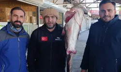 Kahramanmaraş'ta 100 kiloluk dev balık, görenleri hayrete düşürdü