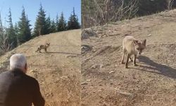 Kahramanmaraş'ta Doğa Tutkunları Aç Kalan Tilkiyi Elleriy­le Besledi