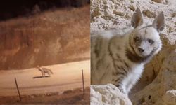 Kahramanmaraş’ta Nesli Tehlike Altındaki Sırtlan Yerleşim Yerinde Görüntülendi