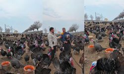 Kahramanmaraş’ta Yılbaşı Hindileri Satışta: Fiyatlar Belli Oldu