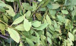 Kilogramı 25 liradan satılan defne yaprağı bir köyün geçim kaynağı oldu