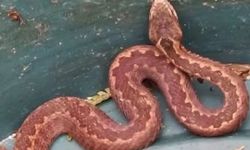 Kış Uykusundaki Yılan Bahçede Görüldü