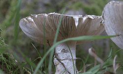 Köygöçüren Mantarı Yenir Mi, Zehirli Mi? Nerelerde Bulunur ve Batuhan Badak Kimdir?