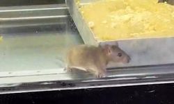 Mide bulandıran görüntü: Börek tezgahlarında fare cirit attı