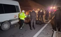 Milyonluk yarış tayları çiftlikten kaçtı; 8’i öldü, bazıları kayıp