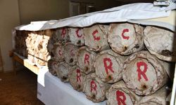 Kilosu 10 bin lira: Misafir odasını bal arılarına ayırdı