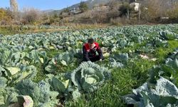 Osmaniye'nin Hasanbeyli İlçesinde Ata Tohumu Lahana Hasadı Yapıldı