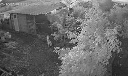 Sokak köpekleri kümese girdi, 100 bin TL’lik cins tavuk telef oldu!