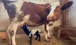 Tokat’ta annesi ölen kuzuyu inek emziriyor