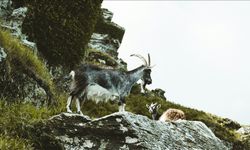 Yaban keçisi avlayan kişiye 953 bin 82 lira ceza uygulandı
